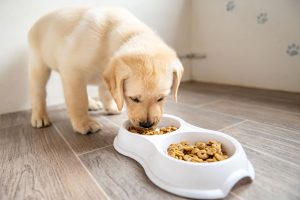 Read more about the article Vegan Organic Dog Food
